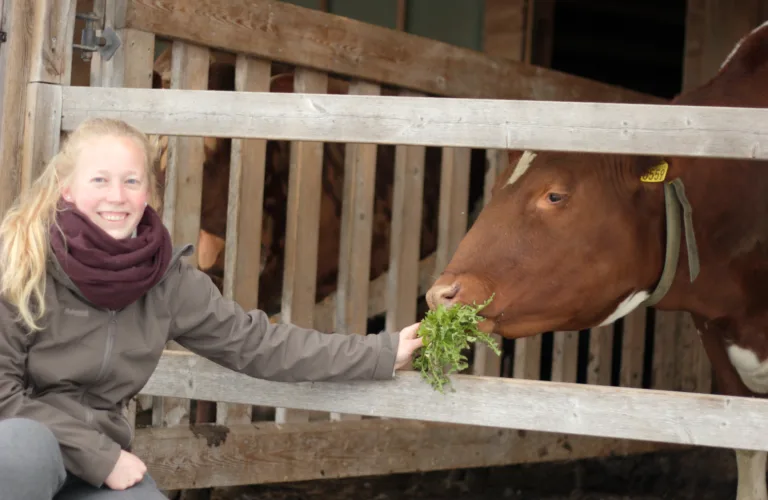 Ku og Kalv: Ny doktorgrad i dyrevelferd for NORSØK-forsker