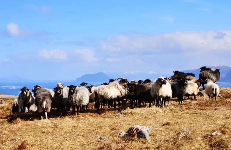 Blå-grønt samarbeid: Verdiskapning gjennom blågrønne synergier hos regionale forskningsmiljø