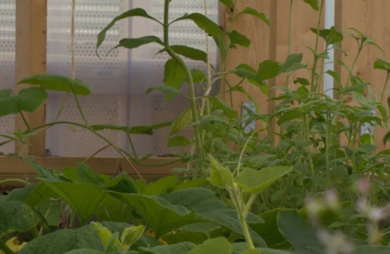 Drivhusfjøs til inspirasjon og nytte