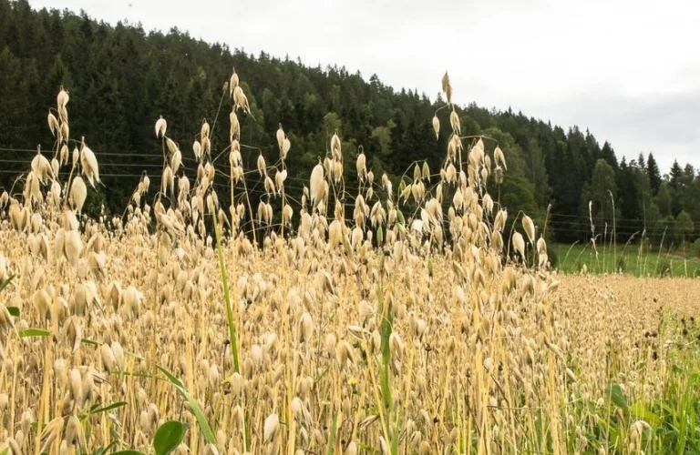 Velkommen til markdag om matkorn