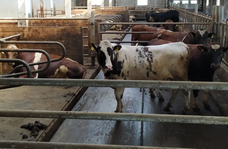 Økologisk kjøttproduksjon på okser og kastrater