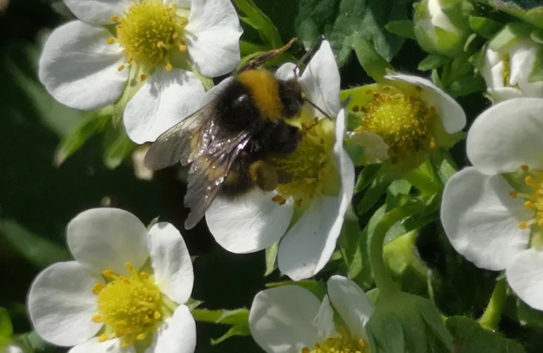POLLIBRING - Driftsform og tetthet av pollinerende insekter i bringebærproduksjon