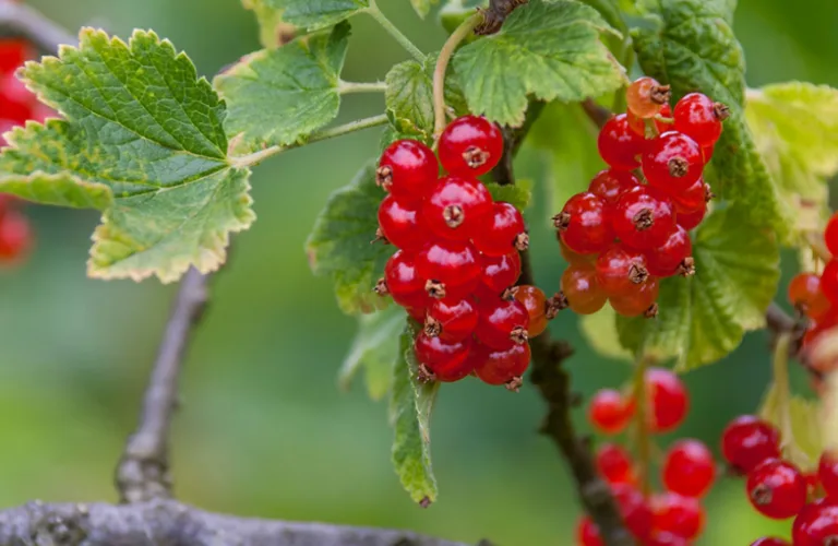 Nydyrking av bær og rabarbra for vestnorsk fruktvinproduksjon etter agroøkologiske prinsipper