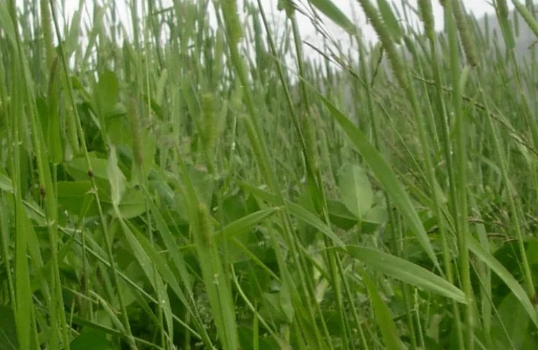 Norskprodusert økologisk fôrprotein til svin