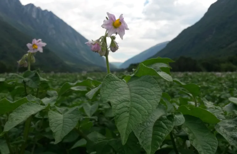 Kan algefiber gjøre potetdyrking mer robust og bærekraftig? Kan algefiber gjøre potetdyrking mer robust og bærekraftig?