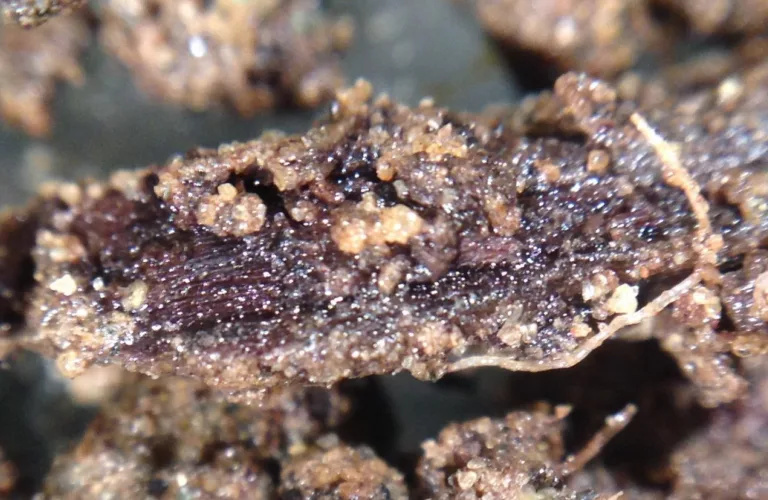 Karboninnhold og biologisk aktivitet i eng- og potetjord (K-BEP)