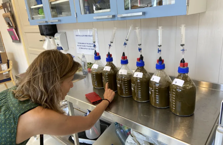 Kan kalk gi reduserte klimagassutslipp fra storfegjødsel?