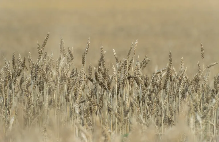 Fagmøte om økologisk kornproduksjon