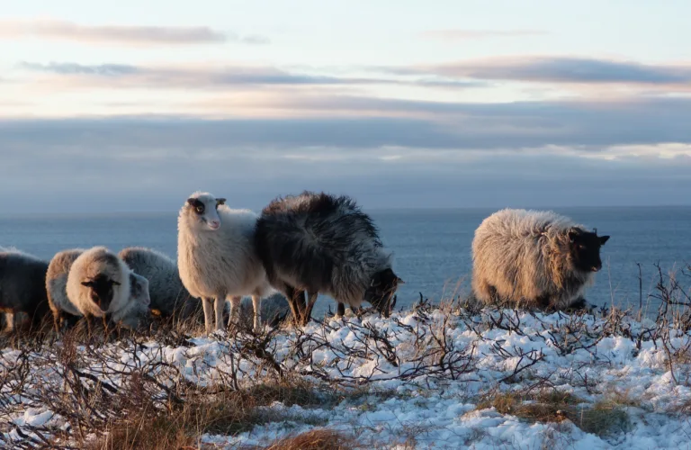 Er du økologisk produsent, eller vurderer du å legge om til økologisk landbruk?