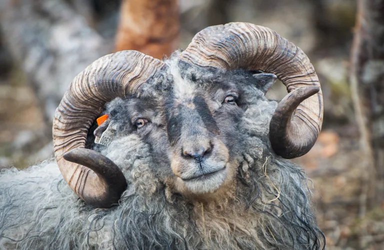 Nytt prosjekt om bærekraftig sauehold