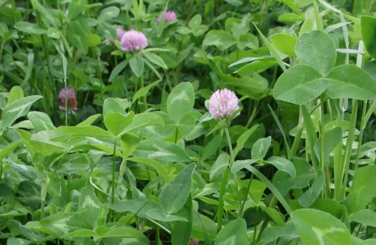 Kløver i enga