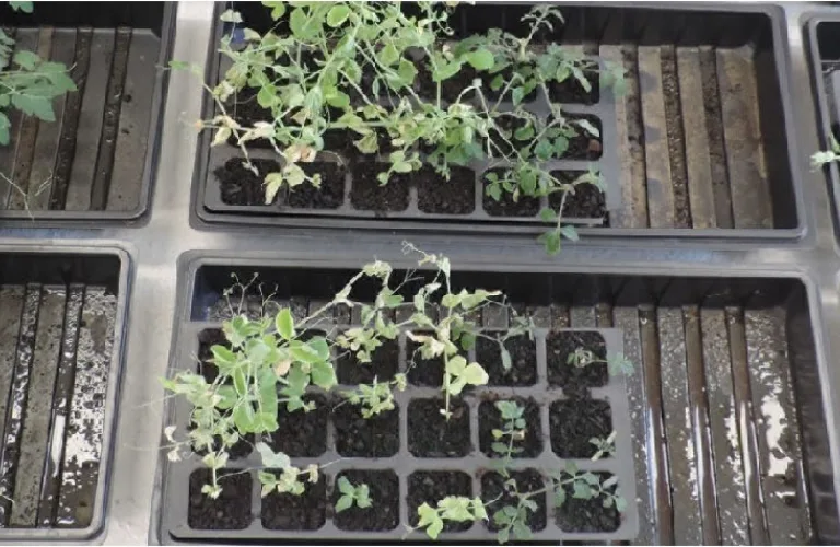 Gjødsel med rester av herbicid – en utfordring for økologisk landbruk