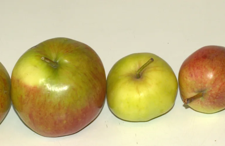 Kurs i konservering av frukt og bær