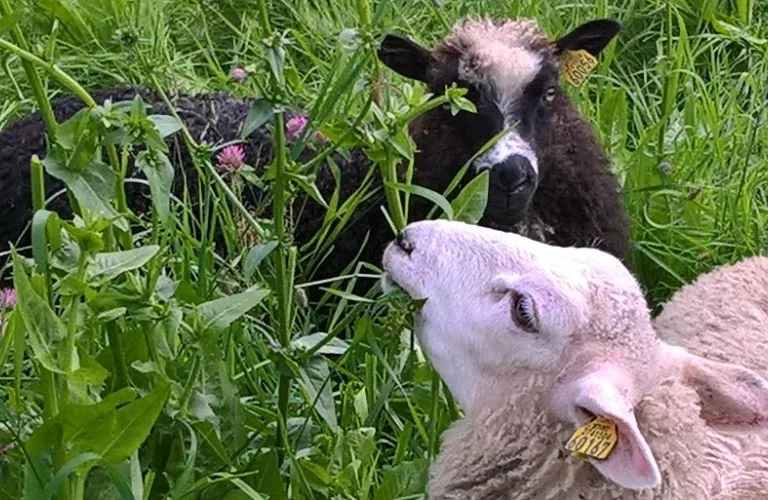 Globalt initiativ for tradisjonelle løsninger mot antibiotikaresistens