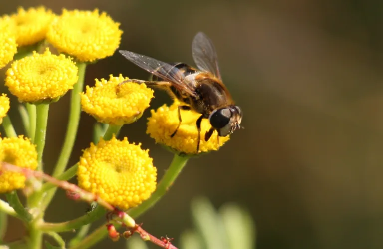 BEESPOKE - Økt kunnskap om pollinering for en styrket matproduksjon