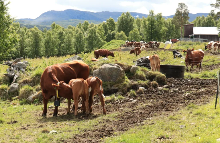 Forbrukerundersøkelse - Ku og kalv i melkeproduksjon