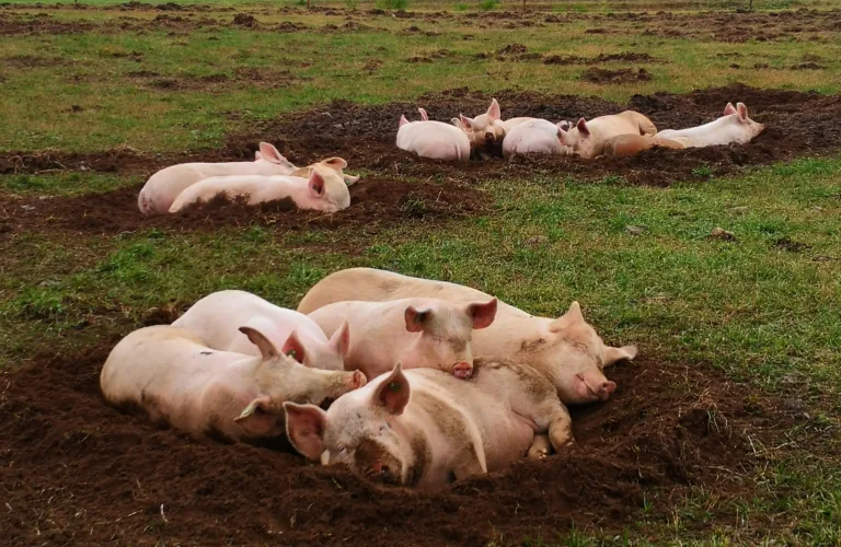 Utvikling av læremateriell om bygninger og uteareal i økologisk husdyrhold