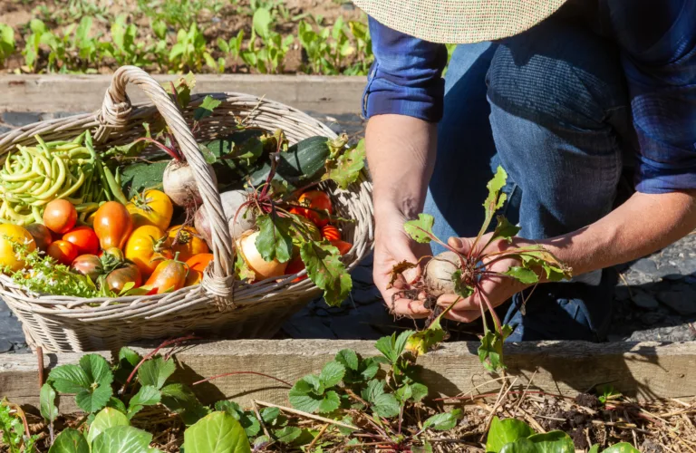 Fra hage til mage - dyrk og spis din egen mat!