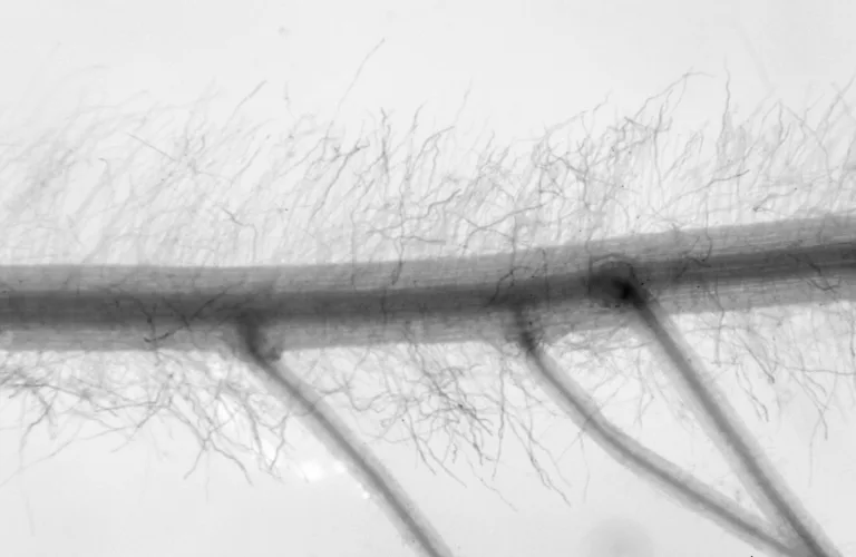 Økologisk planteforedling for økt mangfold (COBRA) Økologisk planteforedling for økt mangfold (COBRA)