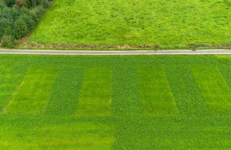 Kontroll av høymole: Økologiske strategier mot ugress i norsk landbruk