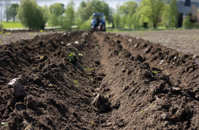 Skriv bachelor eller masteroppgave i et forskningsprosjekt: Utforsk potensialet for sirkulær økonomi i norsk potetdyrking