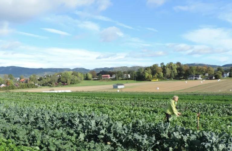 Betydningen av mangfoldig, småskala hagebruk i en omstilling mot mer bærekraftige matsystemer og sunnere kosthold