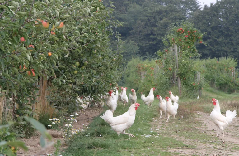 Mener narasin er unødvendig