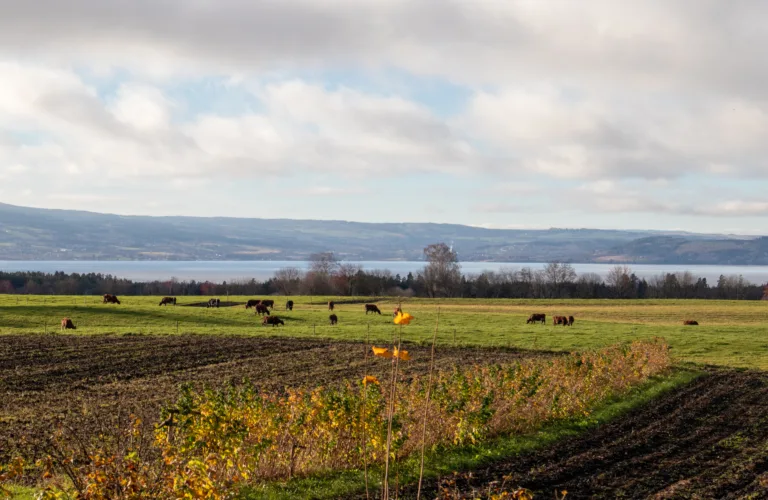 Matvekster for økt diversitet og bærekraft på økologiske gårder