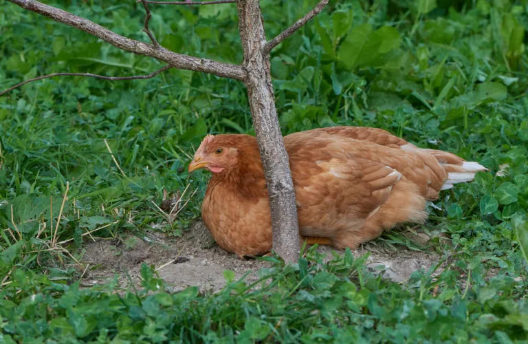 Uteområder til fjørfe
