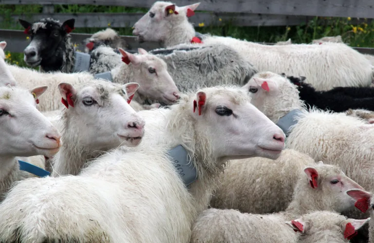 SensTech: Teknologi for bedre forvaltning og sikring av utmarksressursen som et fremtidig næringsgrunnlag SensTech: Teknologi for bedre forvaltning og sikring av utmarksressursen som et fremtidig næringsgrunnlag