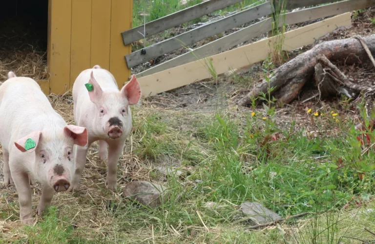 Fagdager med skogshage og utegris