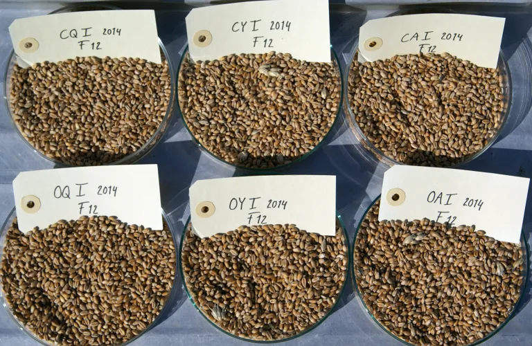 Såfrø – livsviktig og sårbart