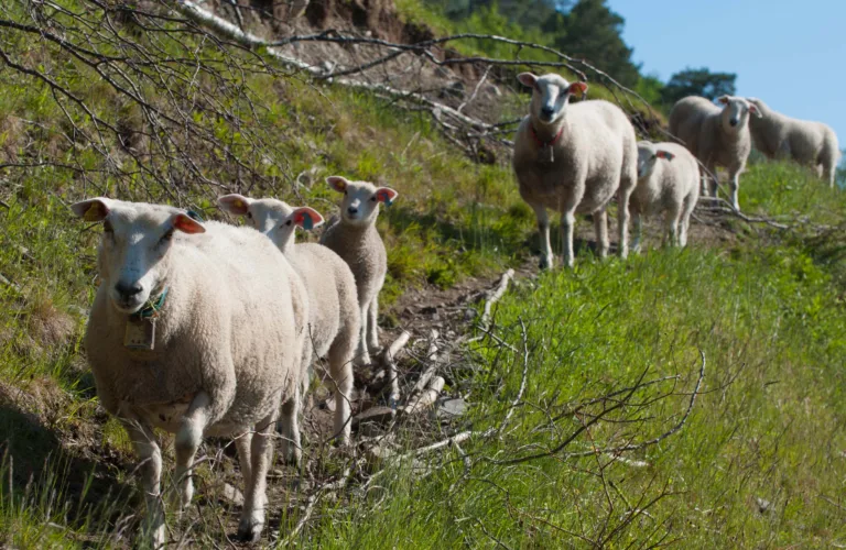 Bedre og økt beiting i Møre og Romsdal