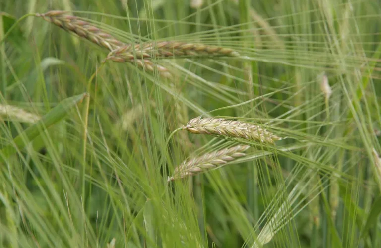 Kvalitetskorn til mat – muligheter i ikke-kommersialisert norsk sortsmateriale Kvalitetskorn til mat – muligheter i ikke-kommersialisert norsk sortsmateriale