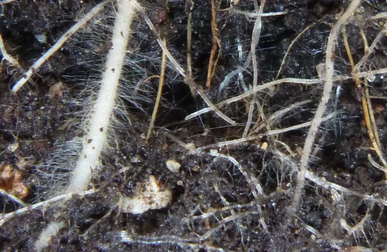 Den vanskelige resirkuleringa Den vanskelige resirkuleringa