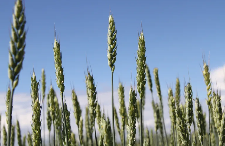 Kan økologiske driftsmetoder redusere klimagassutslippene fra landbruket? 