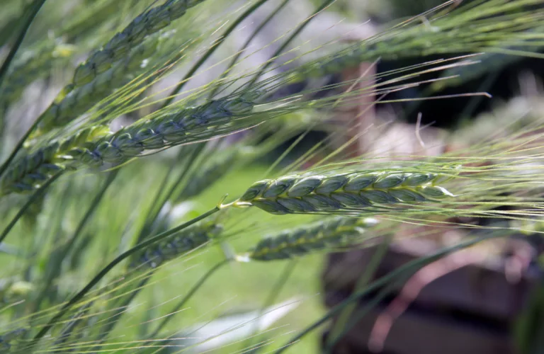 Markdag og fagmøte i Nord-Trøndelag tirsdag 18. juli 2017: Kvalitetskorn til mat - muligheter i norsk sortsmateriale 