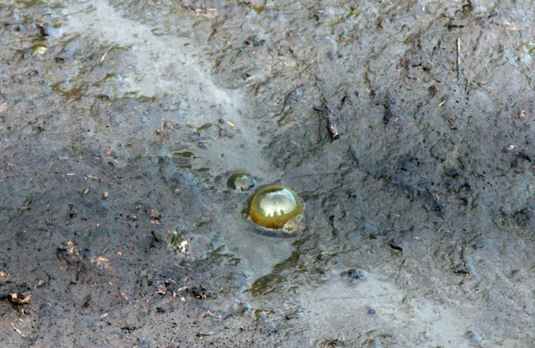 Uønskede stoffer i husdyrgjødsel