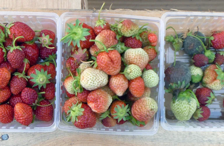 O3BÆR - Ozonholdig vann for kontroll av gråskimmel i jordbær O3BÆR - Ozonholdig vann for kontroll av gråskimmel i jordbær